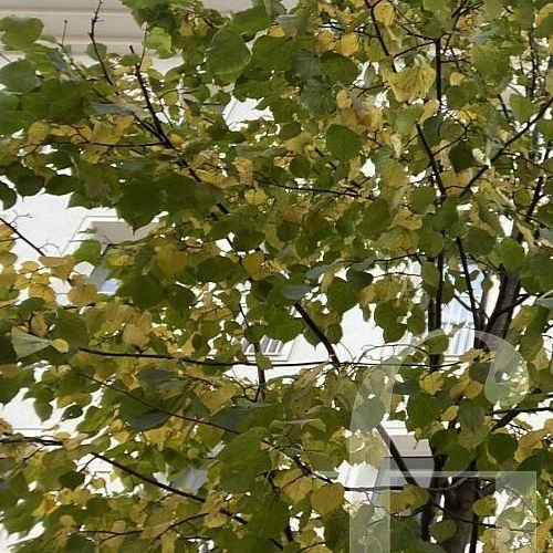 3-комн квартира улица Большая Полянка, 9С1