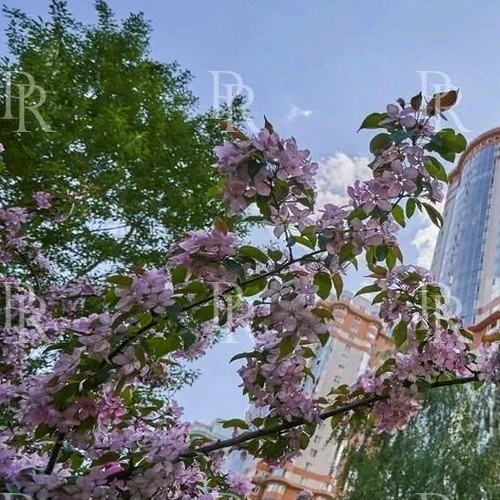 2-комн квартира проспект Вернадского, 94к5