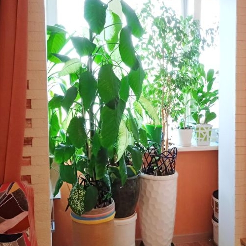 1-комн квартира Жуковский, улица Гагарина, 62