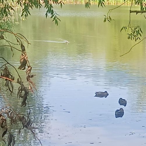 Студия Озеры, улица Челнок,  д. 14а