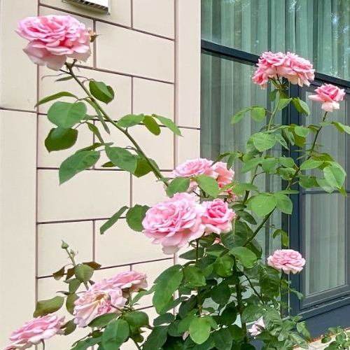 2-комн квартира Старый Петровско-Разумовский проезд, 2