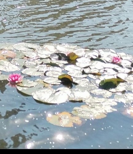 1-комн квартира улица Татьянин Парк, 14к1