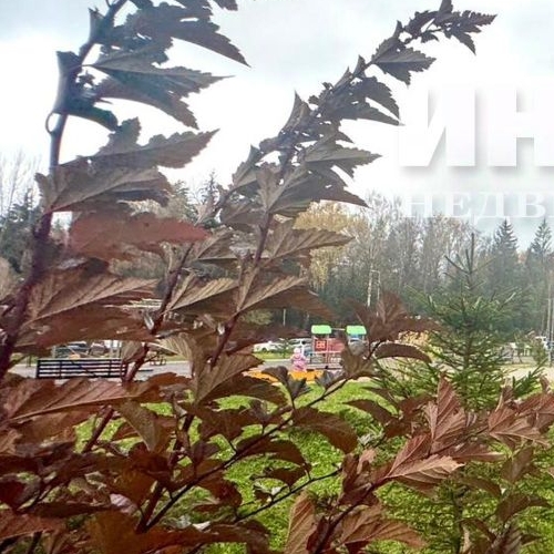 1-комн квартира пос. Горки-10, 34