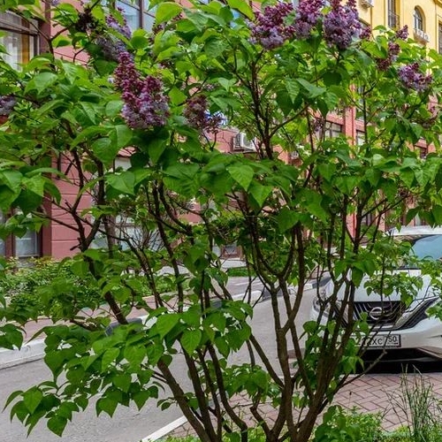 3-комн квартира улица Маршала Рыбалко, 2к4