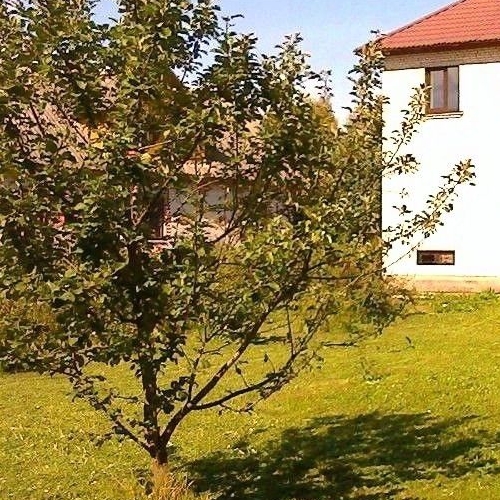 Коттедж/дом пос. Мыза-Ивановка, улица Шоссейная, 33