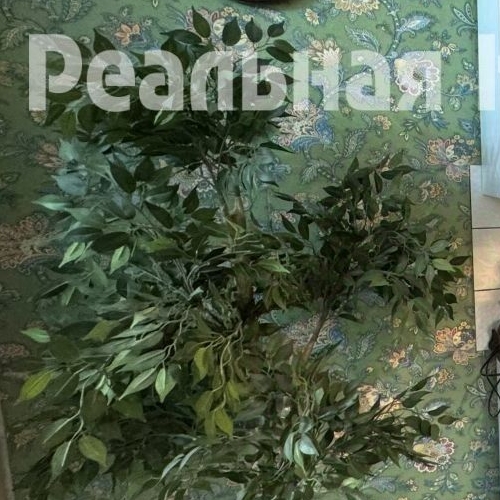 Студия Мытищи, Октябрьский проспект, 10А