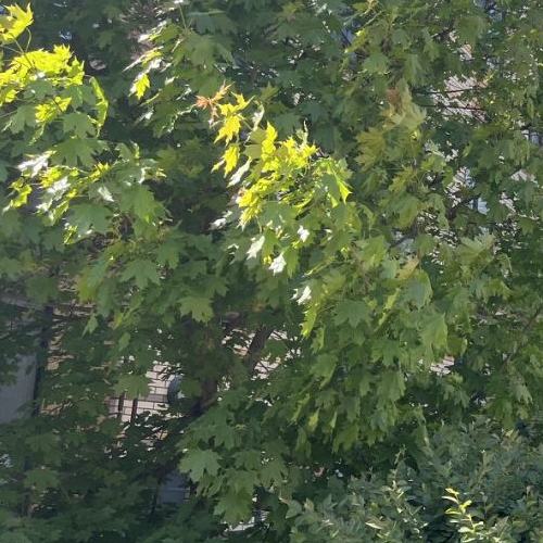 1-комн квартира аллея Буковая, 8