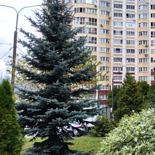 2-комн квартира улица Авиаконструктора Петлякова, 31