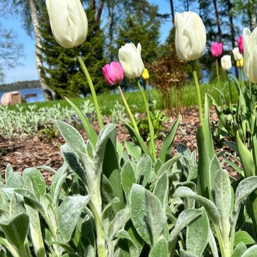 Коттедж/дом Гармония СНТ