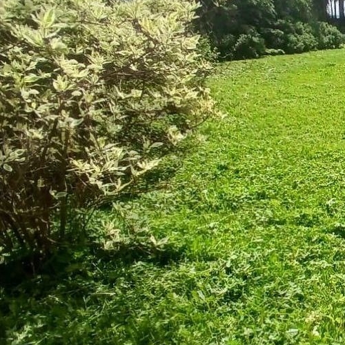 Коттедж/дом пос. Мыза-Ивановка, улица Шоссейная, 33