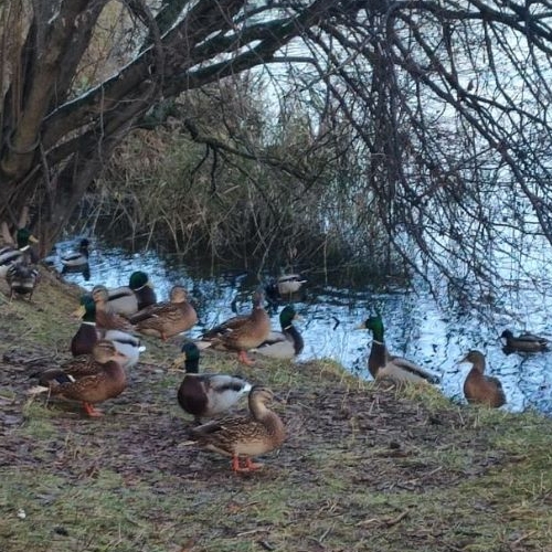 2-комн квартира Нахабино пгт, Парковая ул,  д. 4