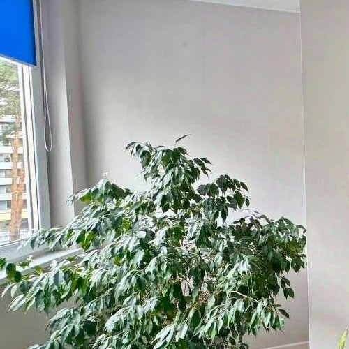 Студия Раменское, Высоковольтная улица, 23