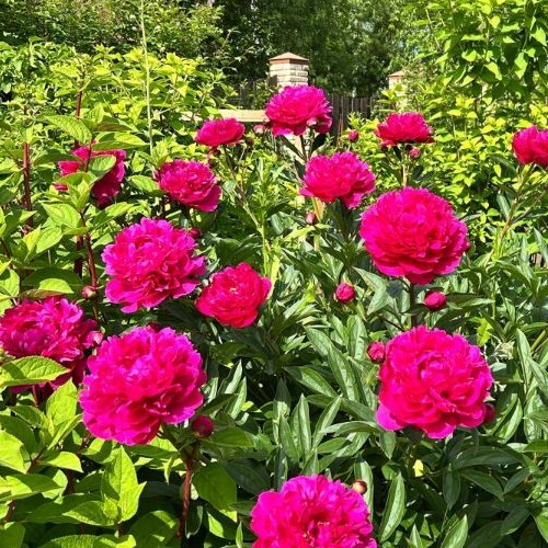 Коттедж/дом Гармония СНТ